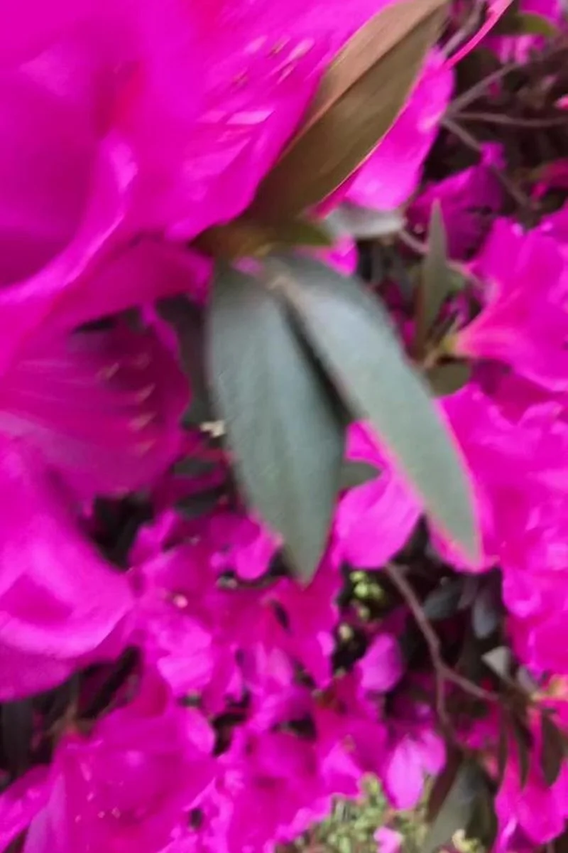 Azalea