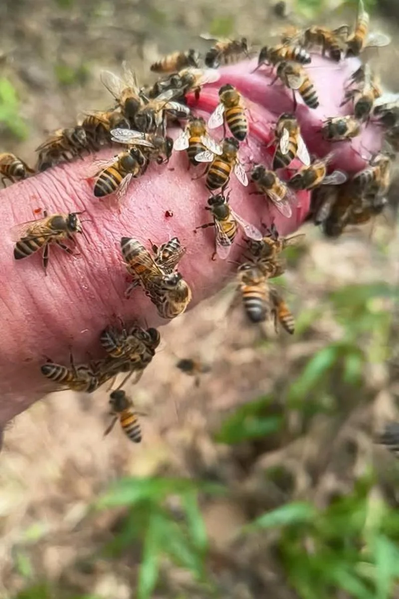Slow Bees